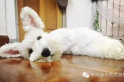 兔子耳朵打一字,兔子耳朵的奥秘与魅力